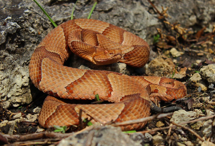 Snakes copperhead