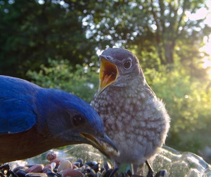 Aves visitan el jardín de una mujer Un bebé azulejo le llora de hambre a su madre