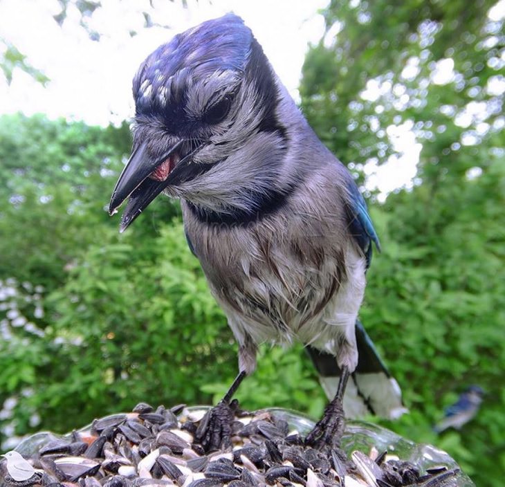 Aves visitan el jardín de una mujer Un arrendajo azul nervioso y mojado que quedó atrapado en la lluvia