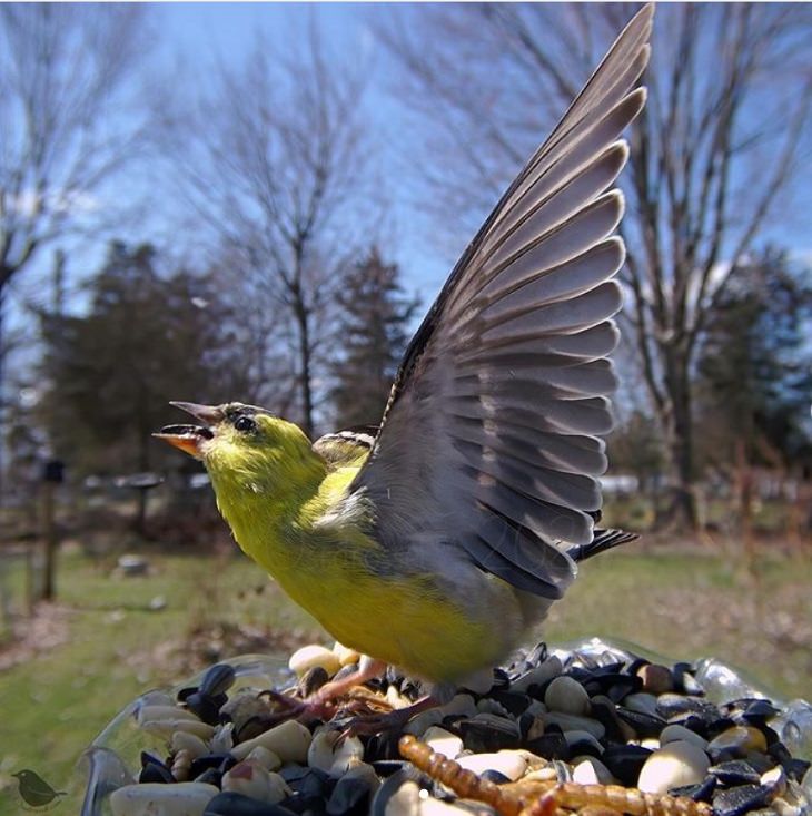 Aves visitan el jardín de una mujer Un jilguero americano extiende sus alas hacia el sol