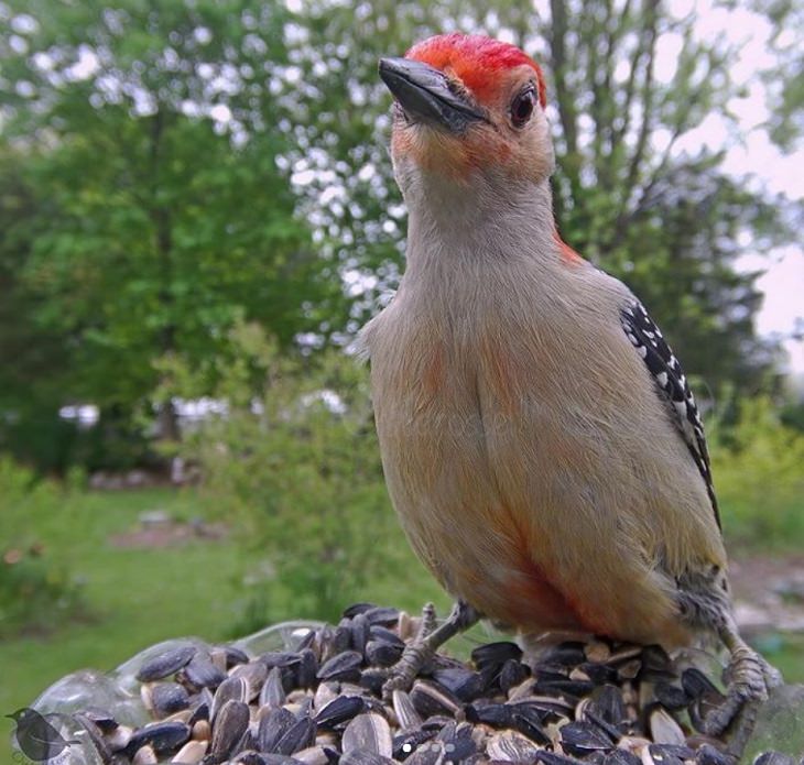 Aves visitan el jardín de una mujer el pájaro carpintero de vientre rojo residente