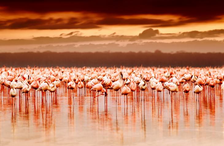 15 Sitios Naturales Maravillosos Parque Nacional del Lago Nakuru Kenia