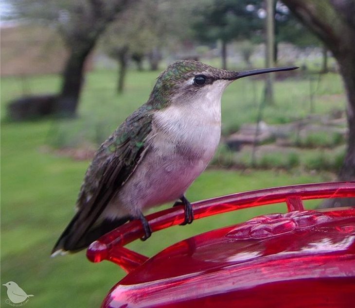 Aves visitan el jardín de una mujer Una hembra de colibrí garganta de rubí que se ve con menos frecuencia