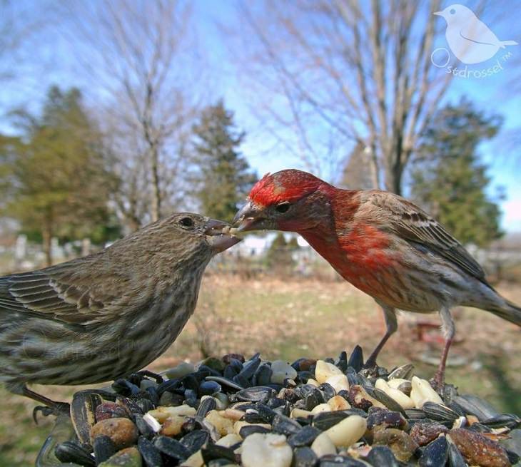 Aves visitan el jardín de una mujer Estos pinzones domésticos compartiendo una comida
