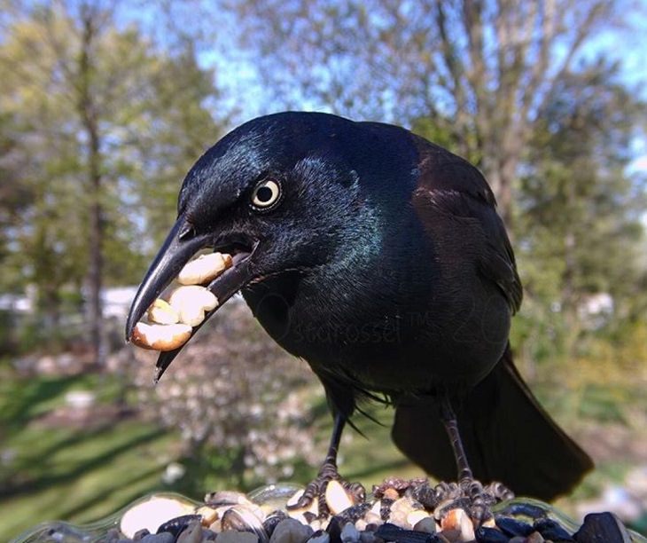 Aves visitan el jardín de una mujer Este cuervo está absolutamente hambriento