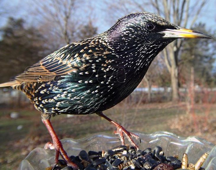 Aves visitan el jardín de una mujer La impresionante capa de plumas del estornino europeo