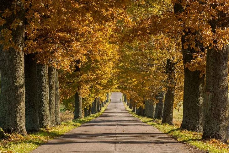 Encantadores Caminos Forestales De Polonia Paseo rodeado de árboles