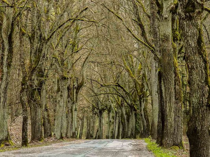 Encantadores Caminos Forestales De Polonia Árboles sin ramas