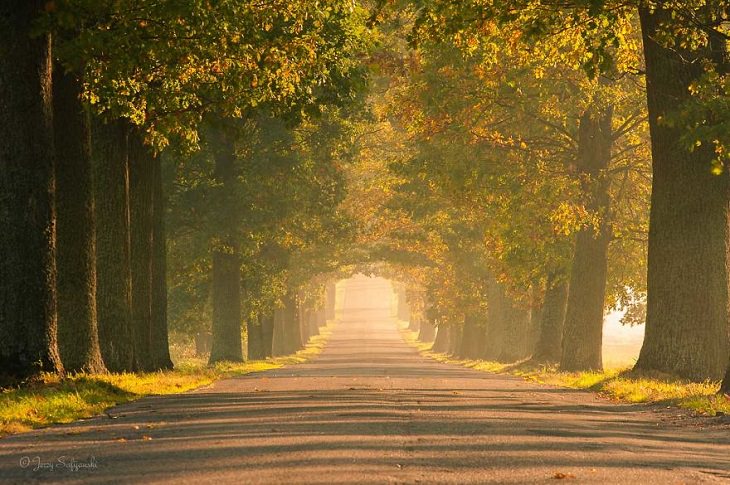 Encantadores Caminos Forestales De Polonia Camino otoñal