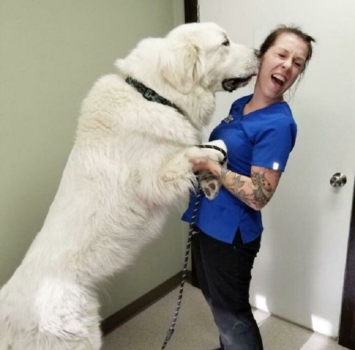 Veterinarios Con Sus Adorables Pacientes Perro besando a su veterinaria