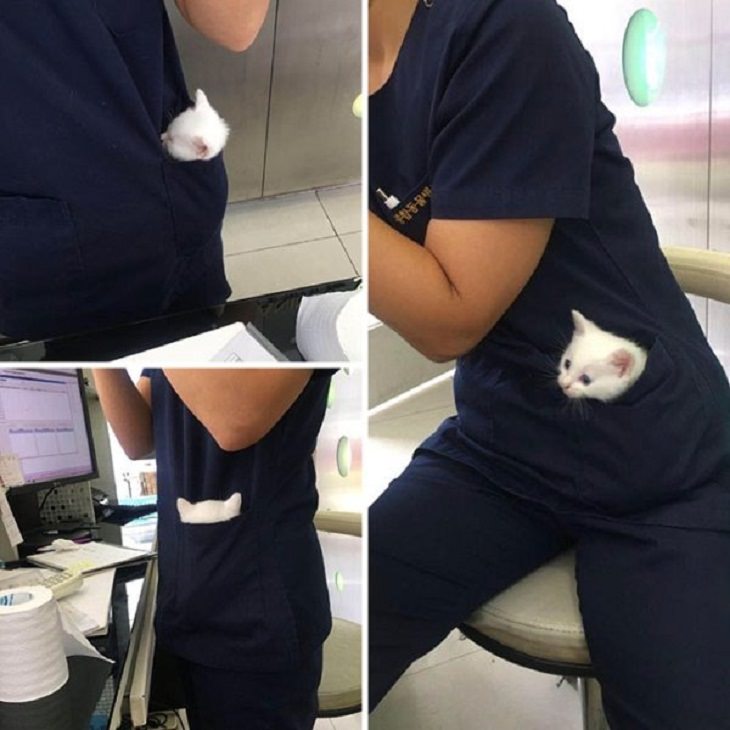 Veterinarios Con Sus Adorables Pacientes Gatito en el bolsillo del veterinario