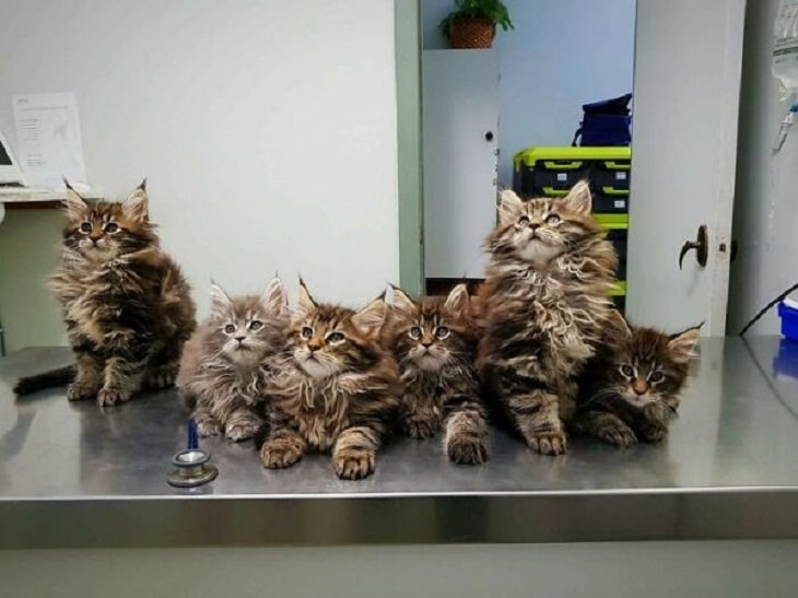 Veterinarios Con Sus Adorables Pacientes Gatitos en mesa de exploración