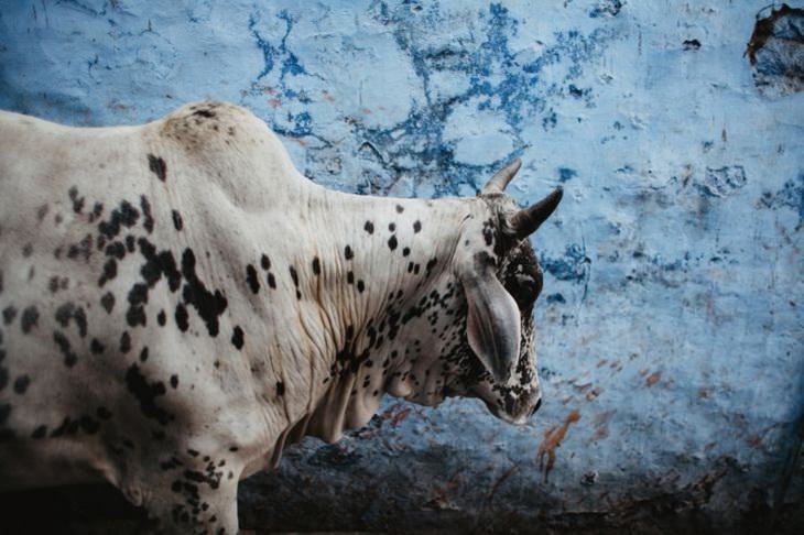 Fotos Que Capturan La Belleza De La India Una vaca deambula libremente por las calles de Jodhpur