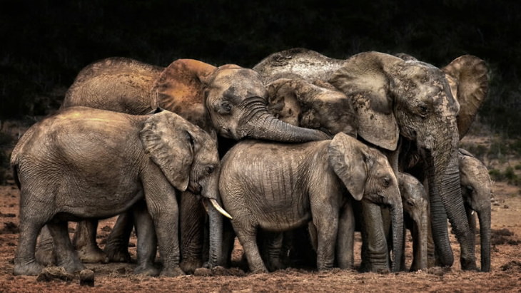 "Der Clan Kuschelt" (el clan Elefante se abraza) por Josef Schwarz