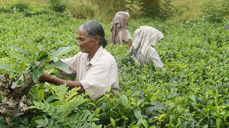 El Té Verde Podría Prevenir La Diabetes Tipo 2 Corte de hojas de té