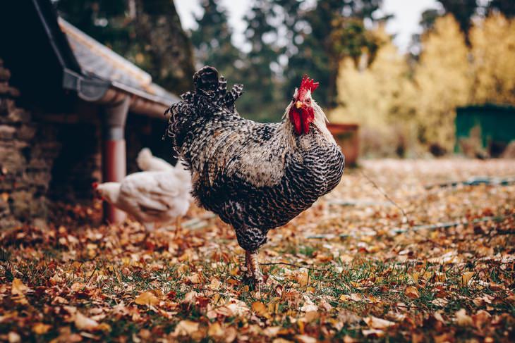 Fascinantes Hechos Históricos La domesticación de pollos