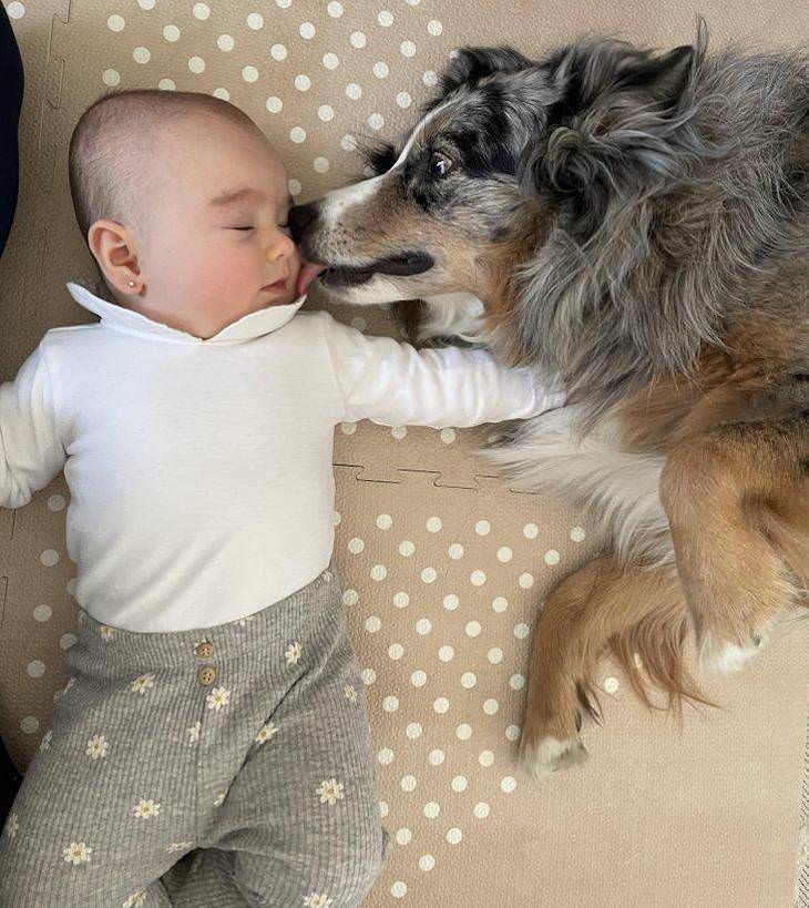 Conmovedoras Fotos Que Demuestran Amor Perro besa a bebé