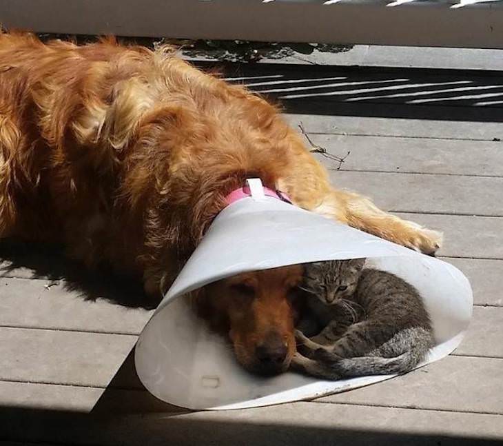 Conmovedoras Fotos Que Demuestran Amor Gato acompaña a perrito