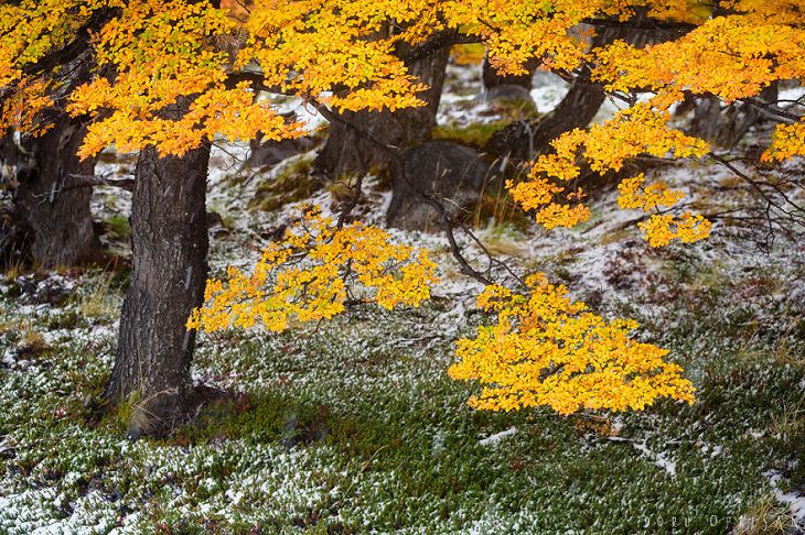 Otoño En La Patagonia Árbol con hojas amarillas