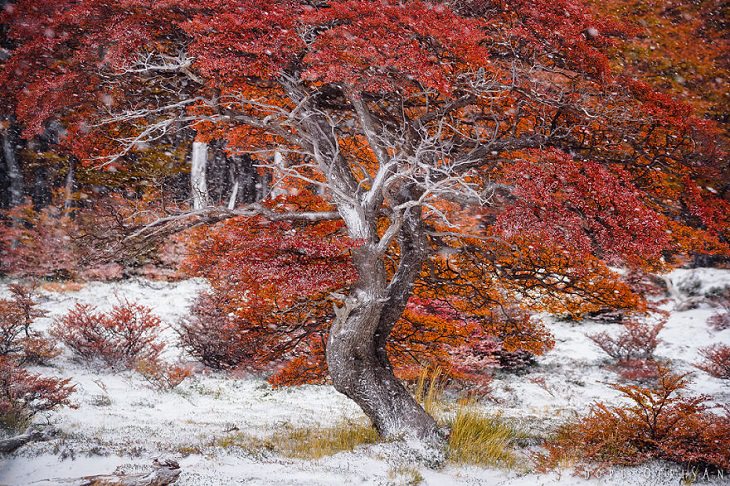 Otoño En La Patagonia Árbol con hojas rojas