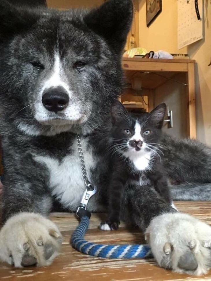 Animales Parecidos Adorables Perro y gatito color negro