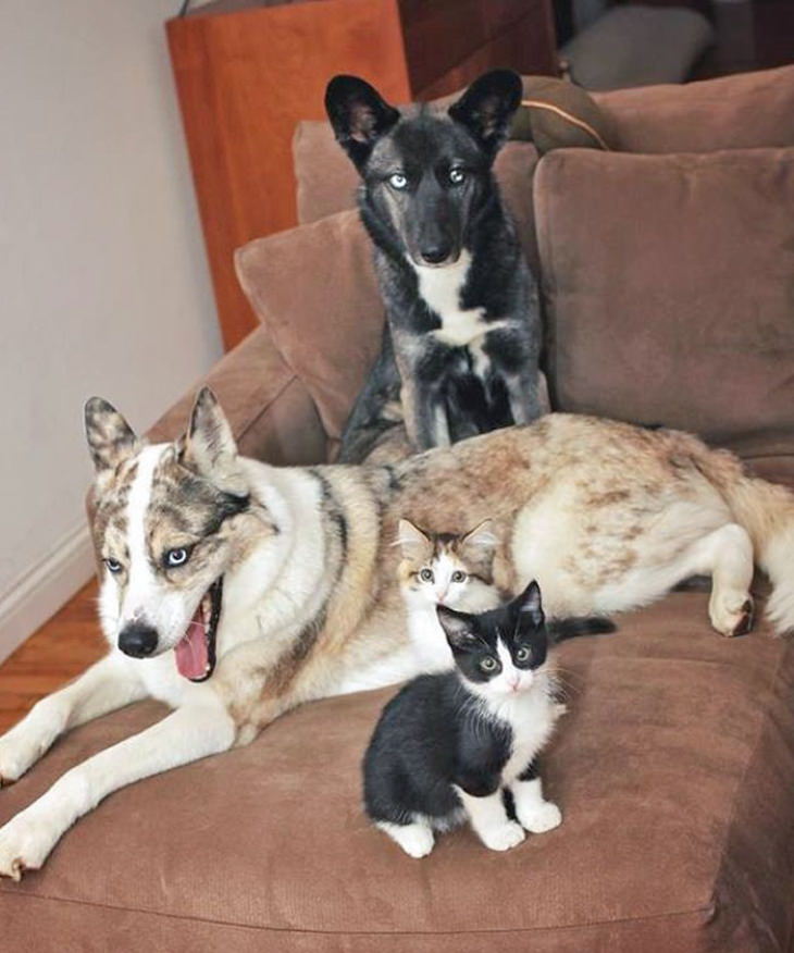Animales Parecidos Adorables Dos perros y dos gatos parecidos