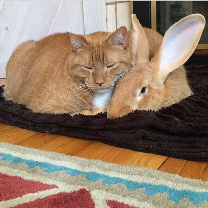Animales Parecidos Adorables Gato y conejo durmiendo juntos