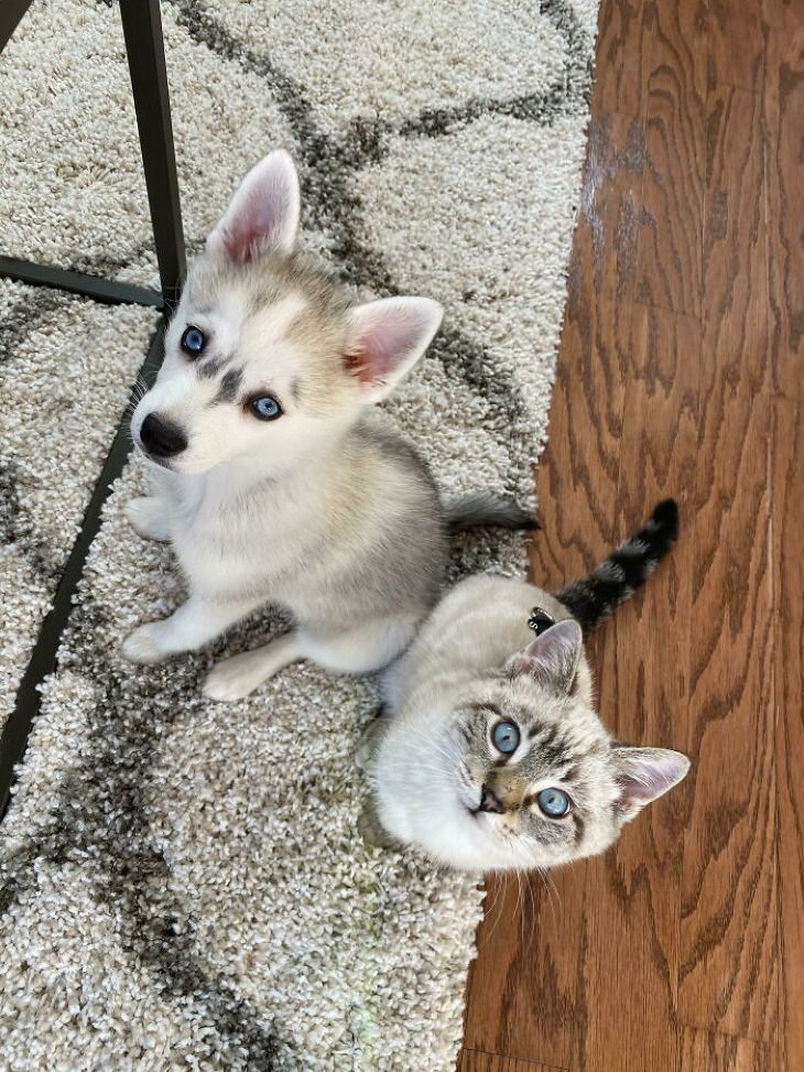 Animales Parecidos Adorables Perro y gato con ojos azules