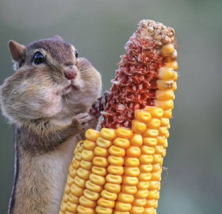 Adorables Animales Ardilla comiendo maíz