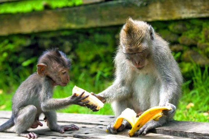 Adorables Animales Monos con bananas