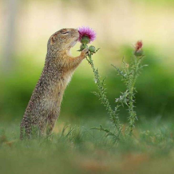 Adorables Animales Ardilla oliendo una flor