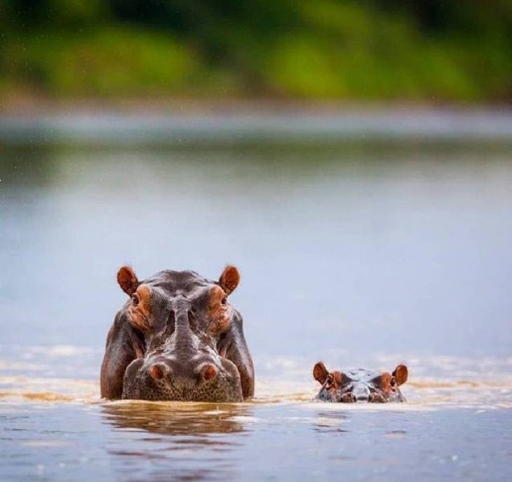 Adorables Animales Hipopótamos