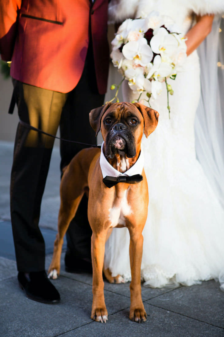 Perros En Fotos De Bodas Perro vestido para la boda