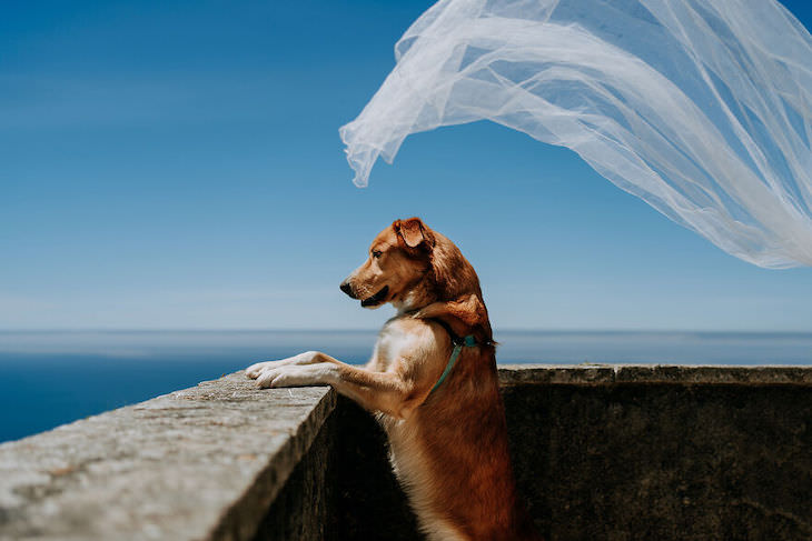  Perros En Fotos De Bodas Velo de novia y perro