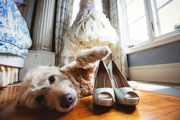 Perros En Fotos De Bodas Perro junto a los zapatos de la novia