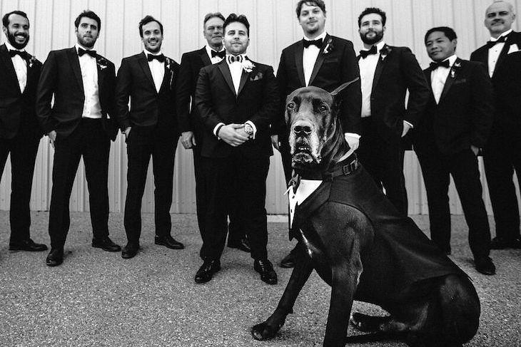 Perros En Fotos De Bodas Perro con los padrinos de boda