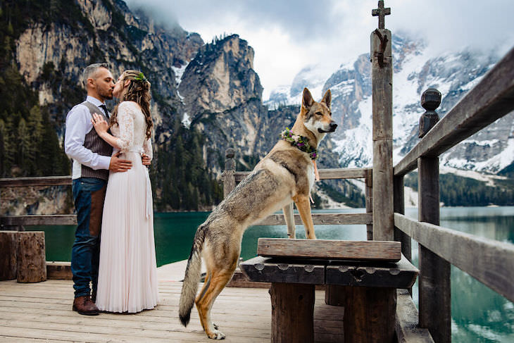 Perros En Fotos De Bodas Perro posando en foto de boda
