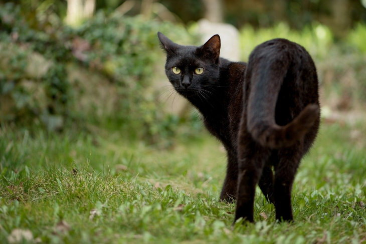 Datos Interesantes Sobre Los Gatos Negros Los gatos negros pueden cambiar el color de su pelaje