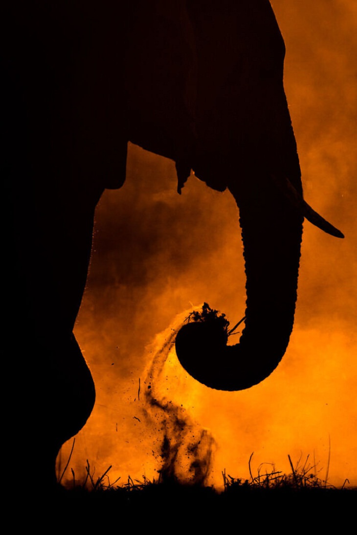 Una imagen gloriosa de un elefante africano.