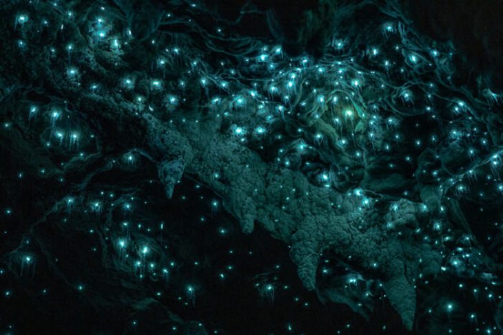 Una imagen mágica de luciérnagas (Lampyris noctiluca) iluminando estalactitas en el techo de una cueva en Northland, Nueva Zelanda.