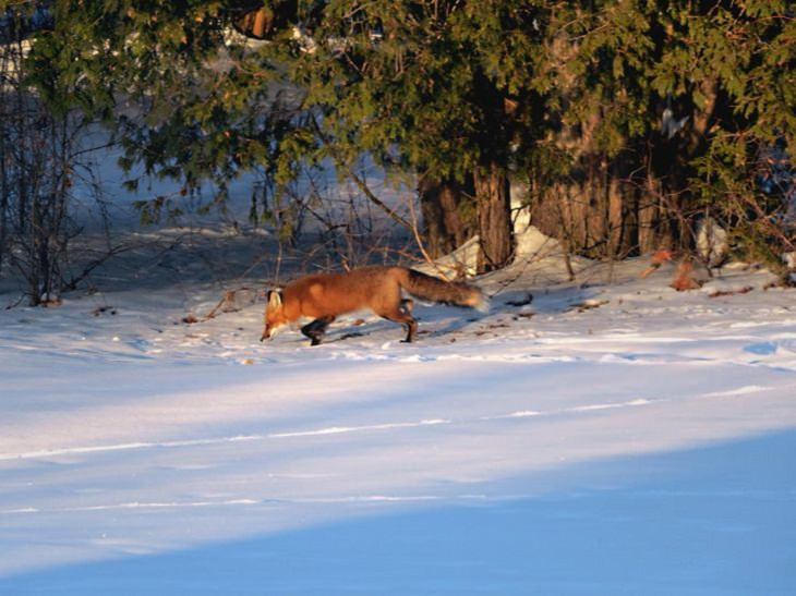 La Vida En Canadá Un hermoso zorro en las Tierras Altas de Lanark (en el este de Ontario)