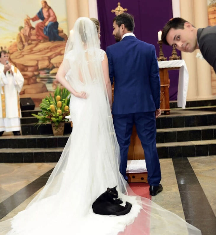 Fotos Divertidas De Bodas Gatito sentado en vestido de novia