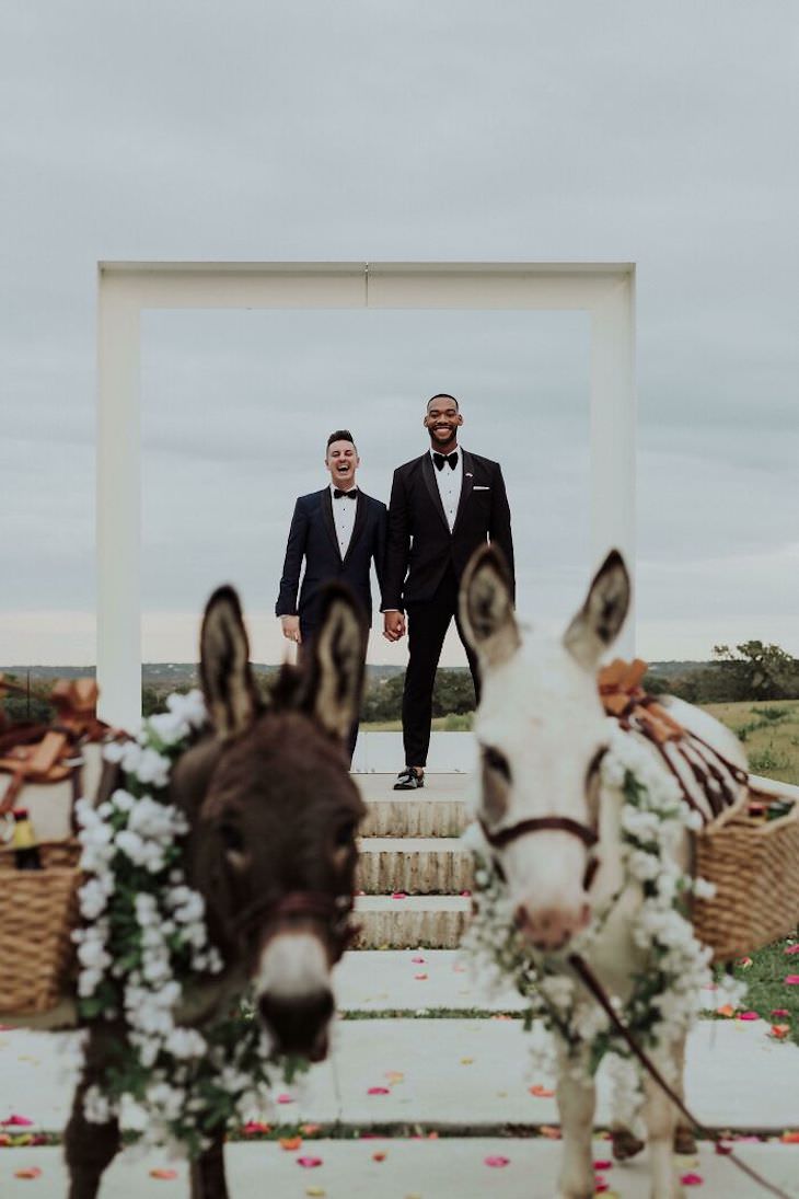 Fotos Divertidas De Bodas Burros salen en la foto de boda