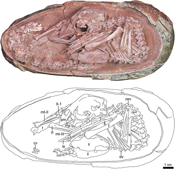 Mapa del huevo de dinosaurio y foto del fósil