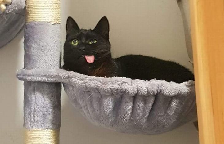 Fotos Divertidas De Gatos, gato sacando la lengua