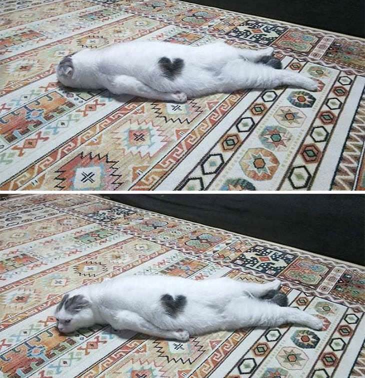 Fotos Divertidas De Gatos, gato acostado en la alfombra