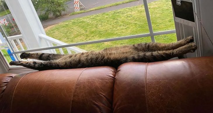 Fotos Divertidas De Gatos, gato estirándose en el sofá