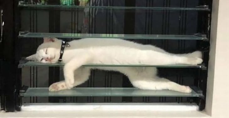 Fotos Divertidas De Gatos, gato durmiendo en la ventana