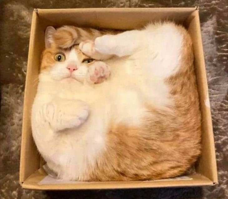 Fotos Divertidas De Gatos, gato en caja de cartón