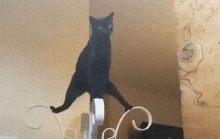 Fotos Divertidas De Gatos, gato arriba del perchero